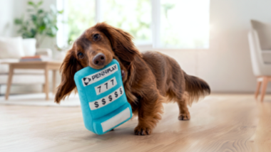 Dog holding dog toy