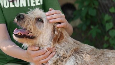 Richman Beer Garden AUGUST Tails of Two Cities Fundraiser and Petting Zoo