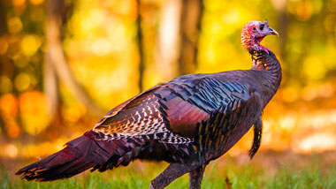 Turkey